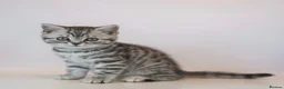 British Shorthair cats for sale: Stunning Classic British shorthair kittens - Advert 7