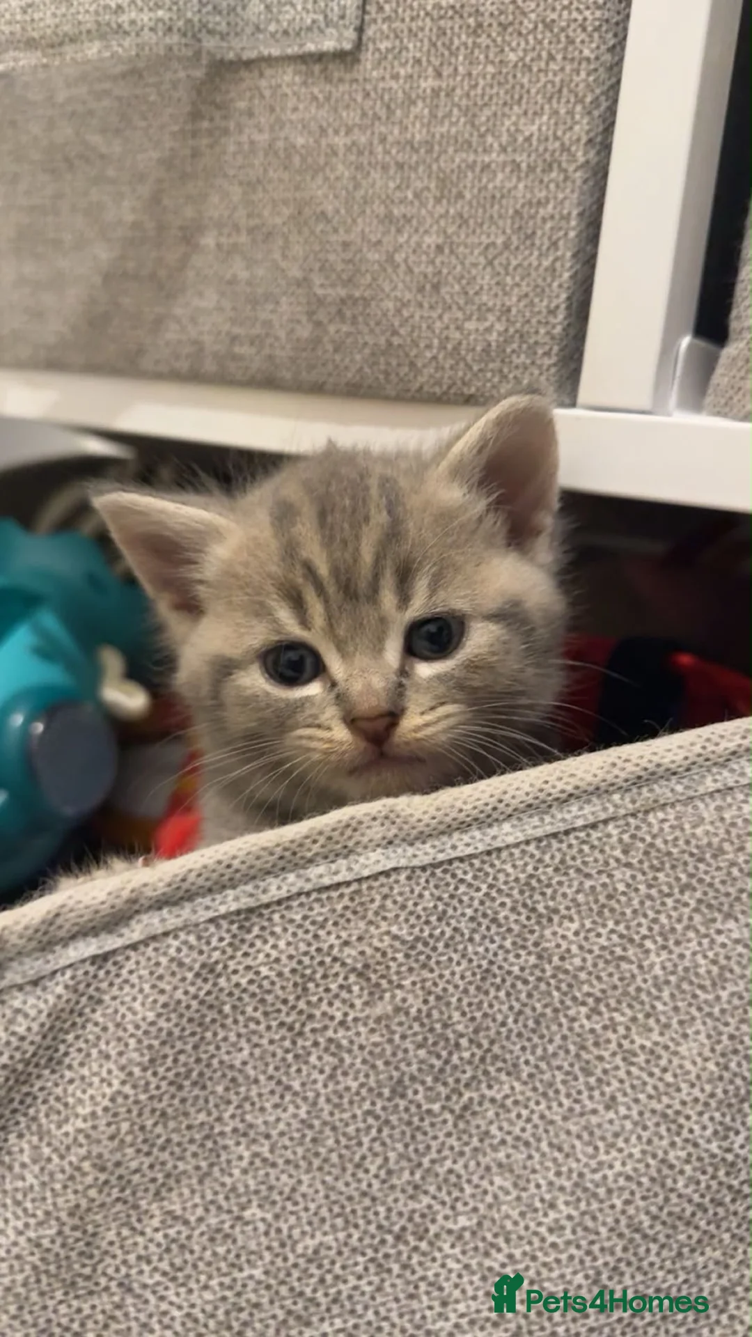 British Shorthair cats for sale: British short hair kittens in London - Advert 15