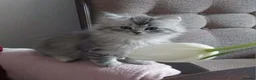 Persian cats for sale: 1male 1female Persian chinchilla  - Advert 5