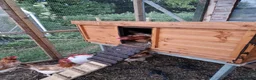 Chickens poultry for sale: Wheaton Maran hens for sale  - Advert 4
