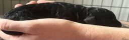 Cockapoo dogs for sale: BEAUTIFUL COCKAPOO PUPPIES  - Advert 14