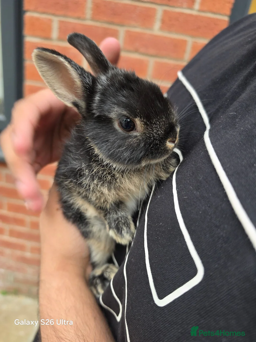 Netherland Dwarf rabbits for sale: Beautiful Netherland Dwarf bunnies - Advert 2