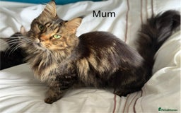 Maine Coon cats for sale: GCCF DNA Tested Male Maine Coon Kitten - Image 14