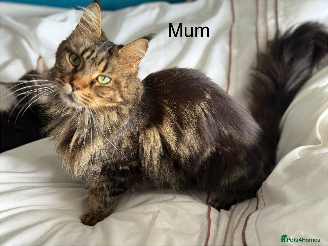 Maine Coon cats for sale: GCCF DNA Tested Male Maine Coon Kitten - Image 14