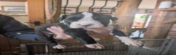 Boxer dogs for sale: Flashy litter of KC registered boxer puppies  - Advert 8