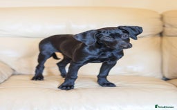 Mixed Breed dogs for adoption: Ms Bean - Image 2