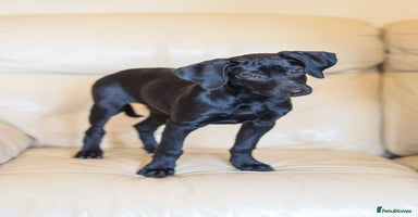 Mixed Breed dogs - Advert 8