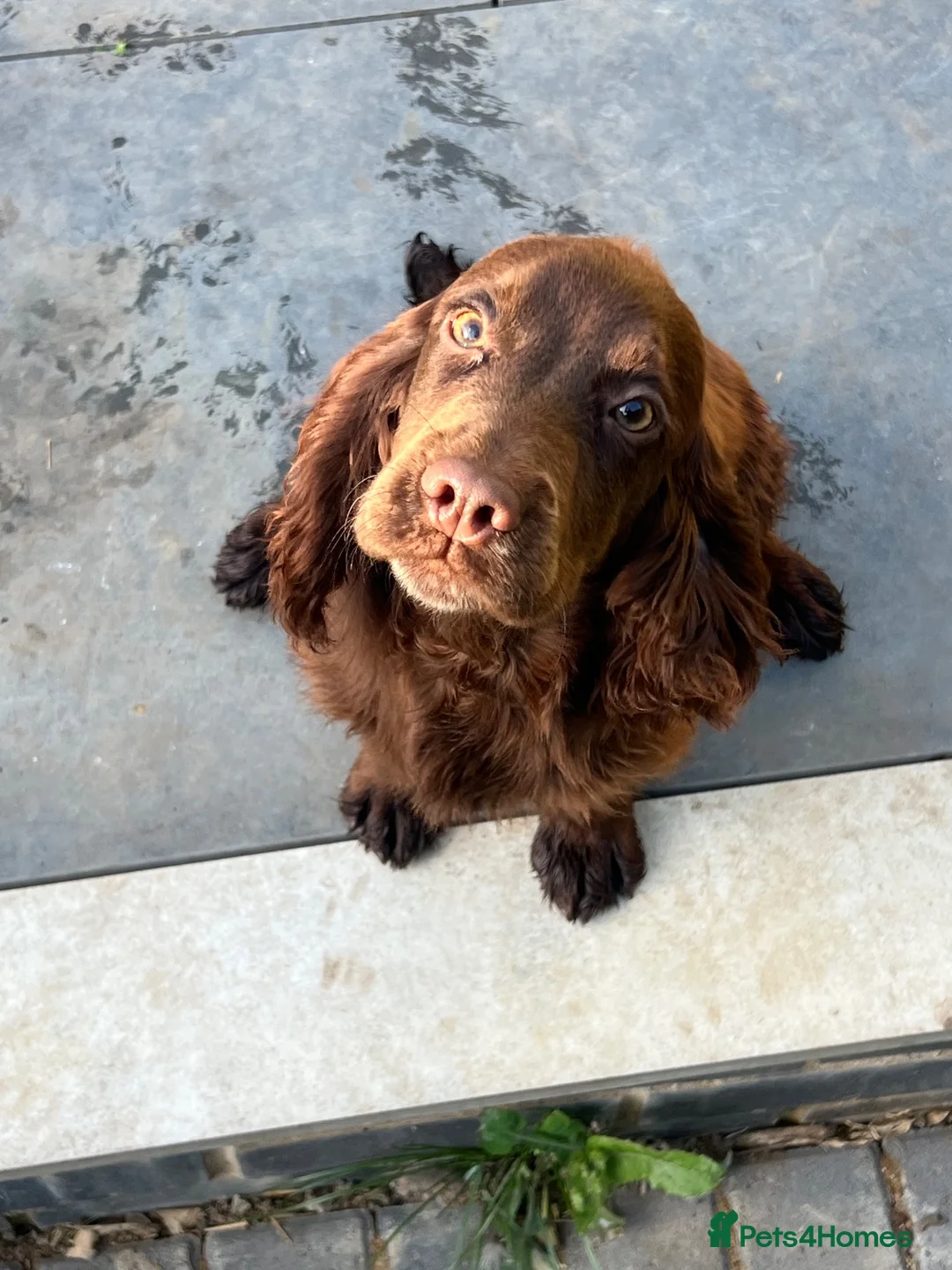 Cocker Spaniel dogs for sale: Kc registered cocker bitch  - Advert 1