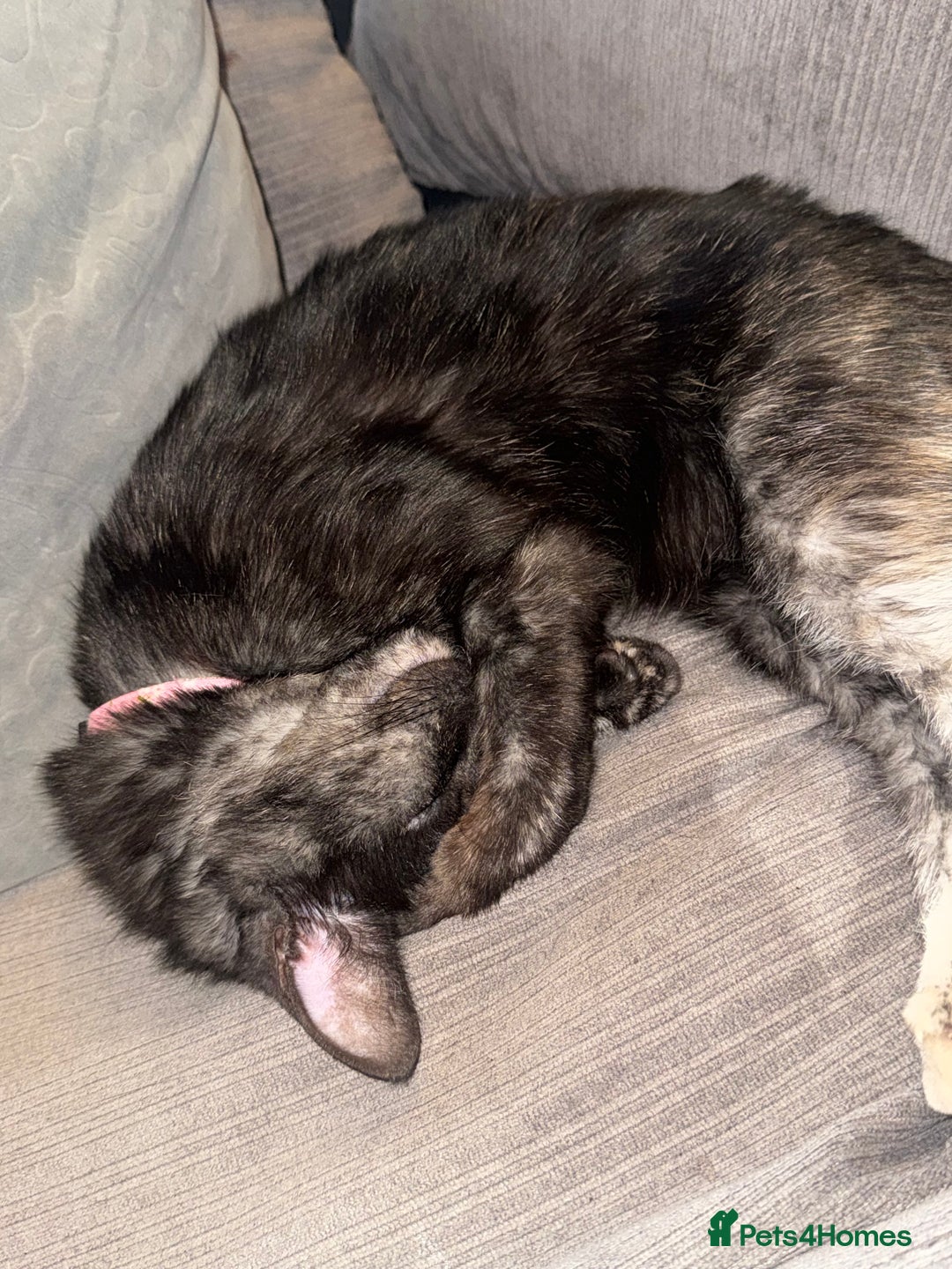 Mixed Breed cats for sale: Rosie - Advert 4