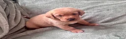Mixed Breed dogs for sale: Cavachon - Fox Red Labrador - Rare F1 Cavador - Advert 38