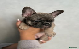 French Bulldog dogs for sale: 🐾Stunning French BullDog Puppies - Image 7