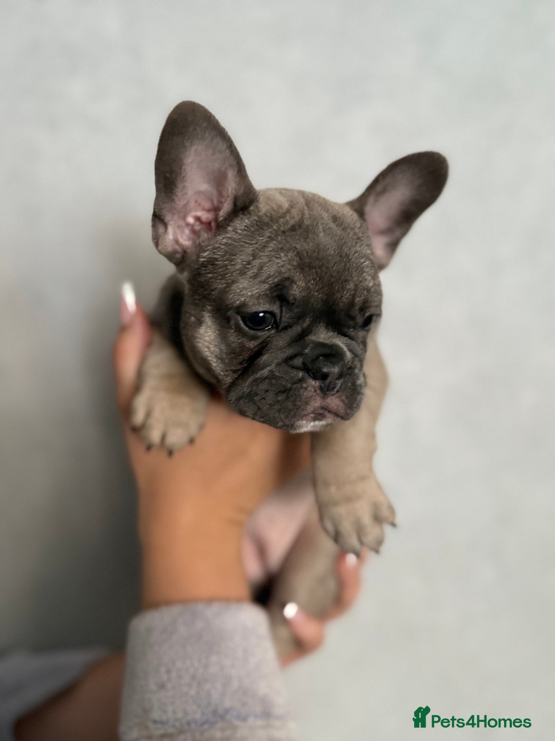French Bulldog dogs for sale: 🐾Stunning French BullDog Puppies - Image 7