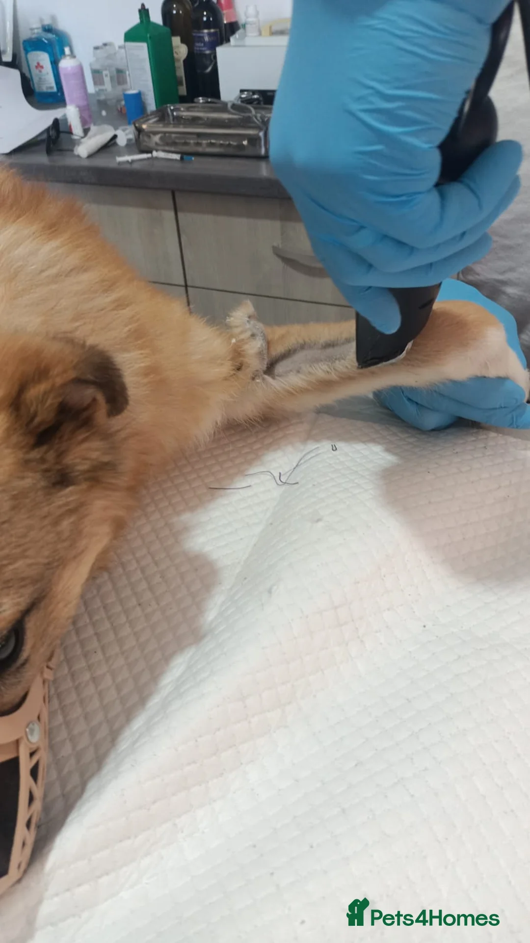 Mixed Breed dogs for adoption: 🐾Meet CHARLIE🐾 - a Lovely Boy for a Loving Home - Advert 9