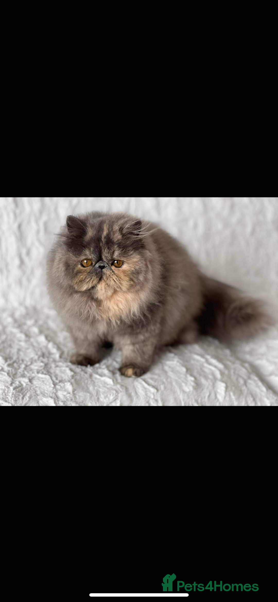 Persian cats for sale: GCCF SOLID BLUE PERSIAN PRINCESSES  - Image 23