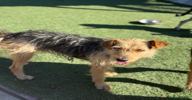 Mixed Breed dogs - Advert 10