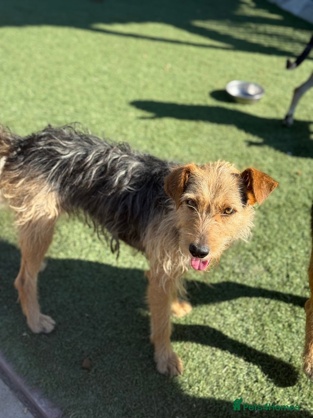 Mixed Breed dogs for adoption: Sweet Trixie Needs LOVE - Image 2