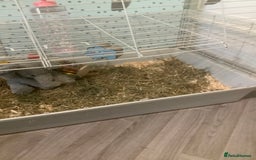 Guinea Pig rodents for sale: One female Guinea pig for sale - Image 5