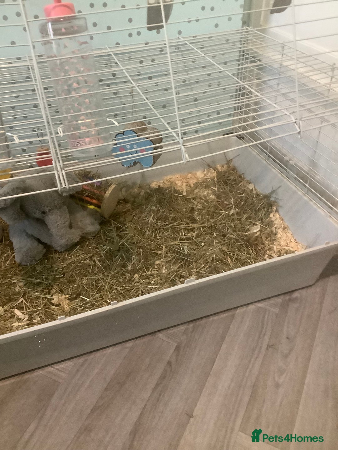 Guinea Pig rodents for sale: One female Guinea pig for sale - Image 5