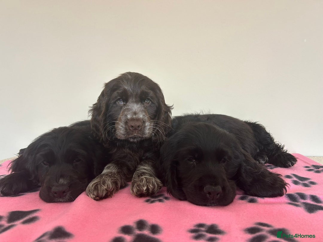 Cocker Spaniel dogs for sale:  show type spaniel puppies health tested parents  - Image 6