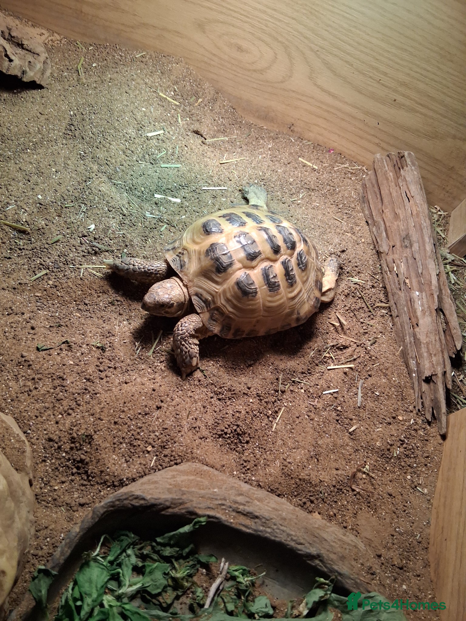 Hermann Tortoise reptiles Herman tortoice - Advert 11