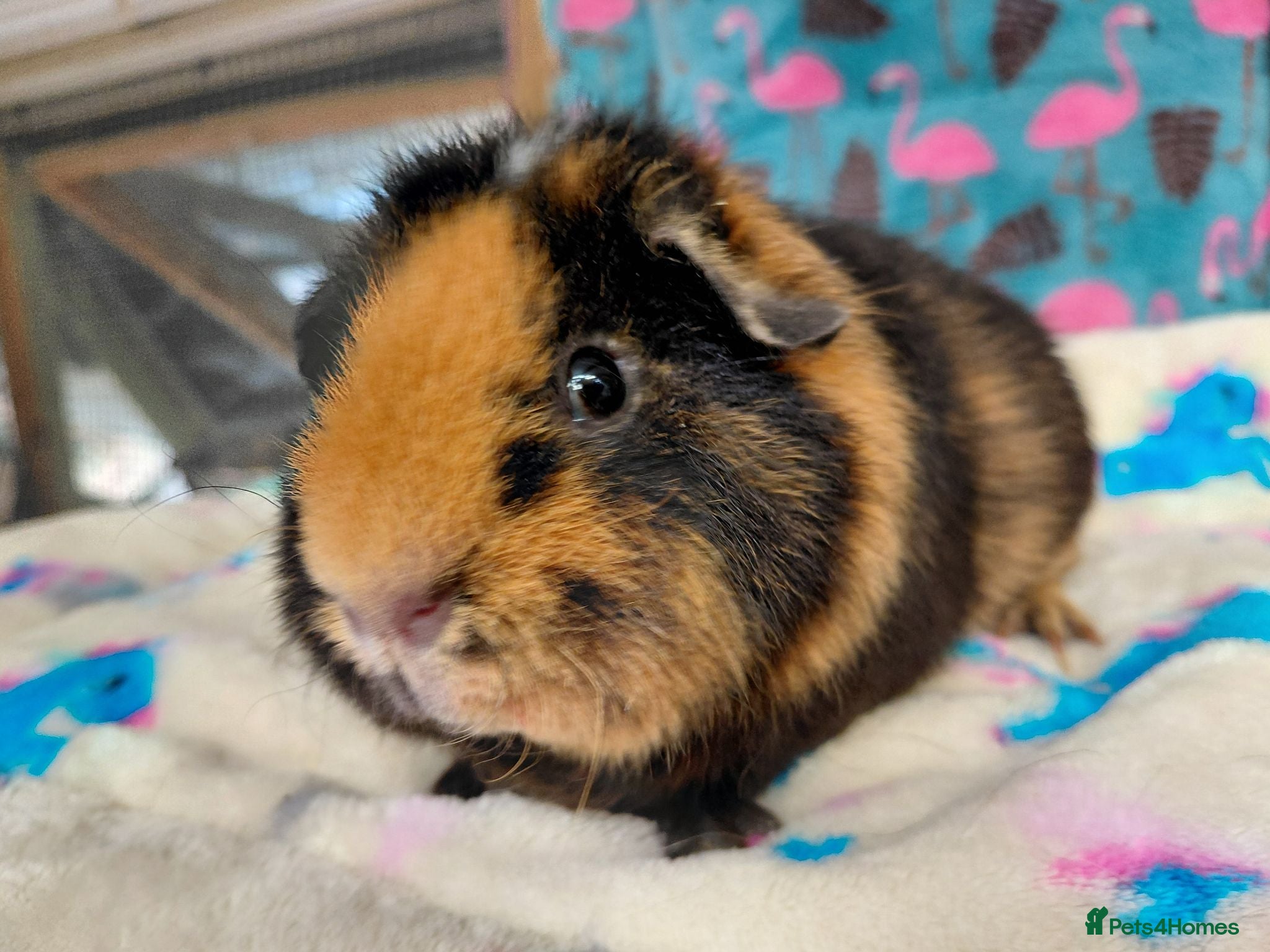 Guinea Pig rodents Young Adult Ret Coronet  Sow RTR/ Young Teddy RTL - Advert 9