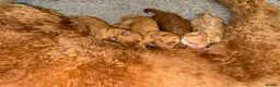 Australian Labradoodle dogs for sale: ❤️❤️ AUSTRALIAN GOLDENDOODLES ❤️❤️ - Advert 5