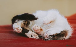 Persian cats for adoption: Teddy, 5 year old, Persian cross - Image 4