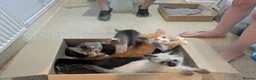 Mixed Breed cats for sale: Beautiful mixed breed Kittens  - Advert 4