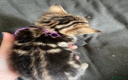 Bengal cats for sale: 9 BENGAL RAGDOLL X KITTENS - Image 20