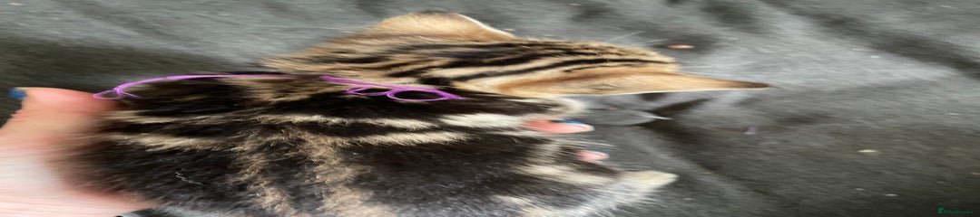 Bengal Kitten PURPLE STRING