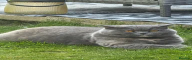 British Shorthair 1