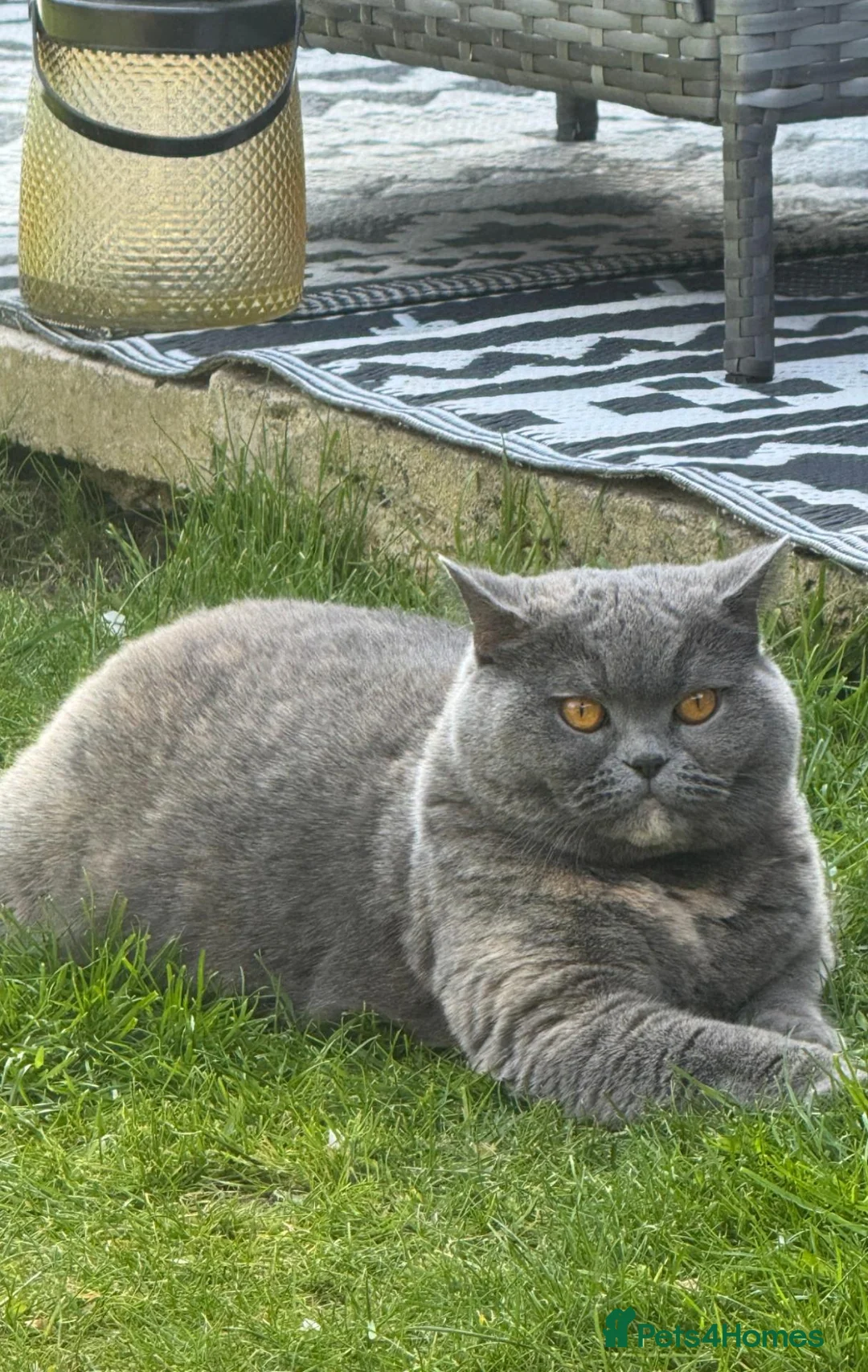 British Shorthair cats for sale: 5 year old blue cream British shorthair GCCF reg - Advert 2