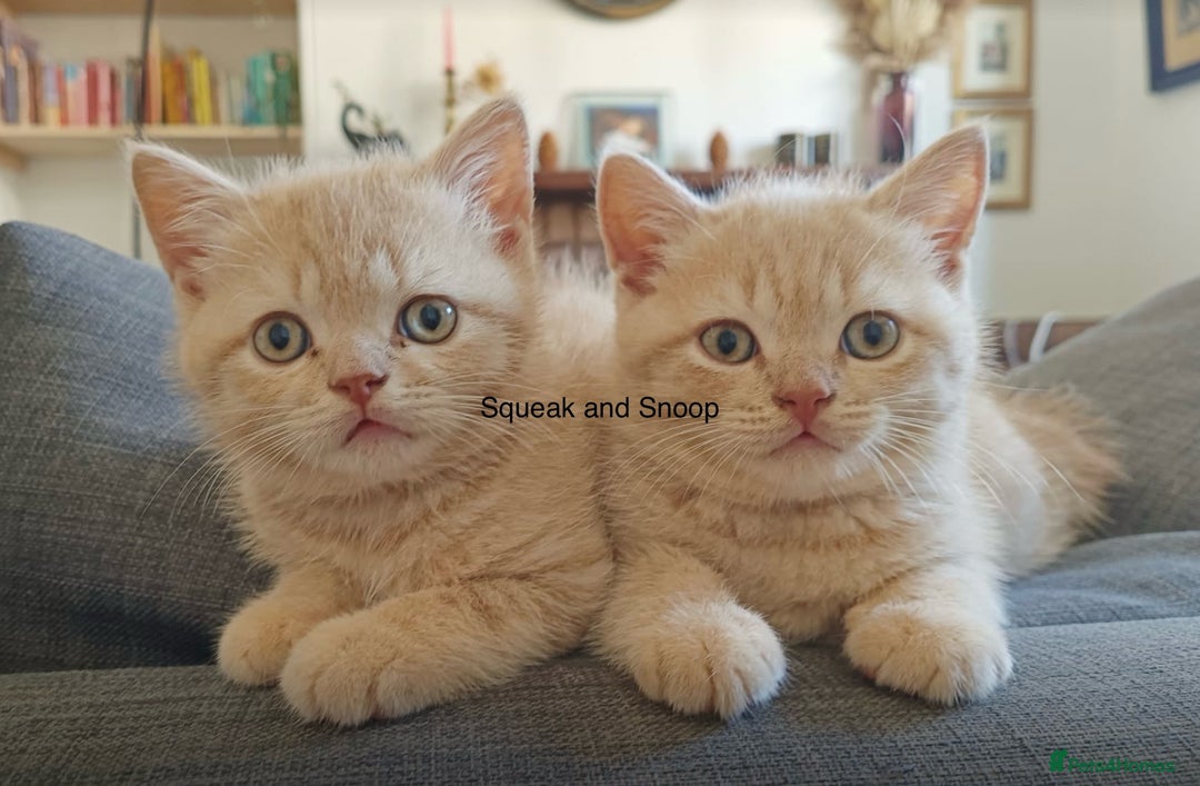 British Shorthair cats for sale: 3 beautiful pedigree British shorthair boys.  - Image 14