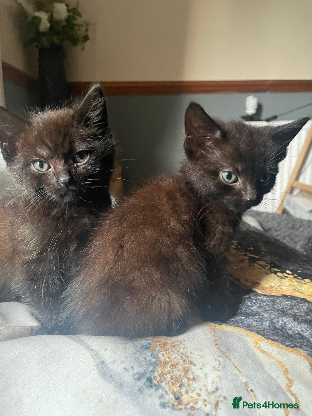 Mixed Breed cats for sale: All black kittens - Image 9