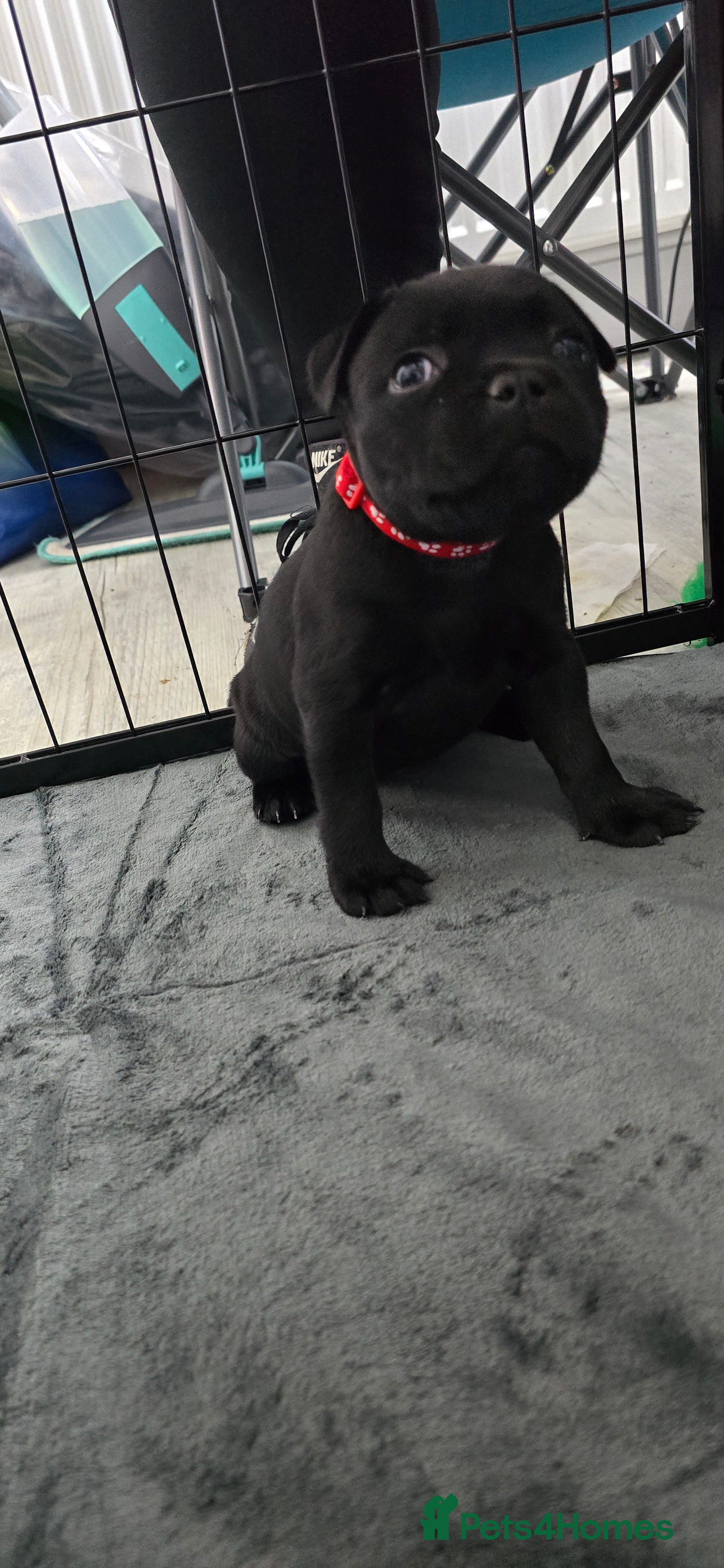 Staffordshire Bull Terrier dogs Champion bloodlines kc stafford  pups  - Advert 3