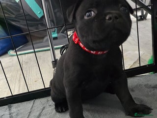 Staffordshire Bull Terrier dogs Champion bloodlines kc stafford pups - Advert 4