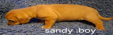 Jackapoo Puppy 2 sandy