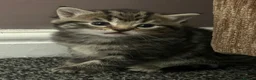 Mixed Breed cats for sale: 1 beautiful tabby kitten ❤ - Advert 3