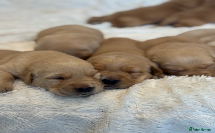 Goldador dogs - Advert 10