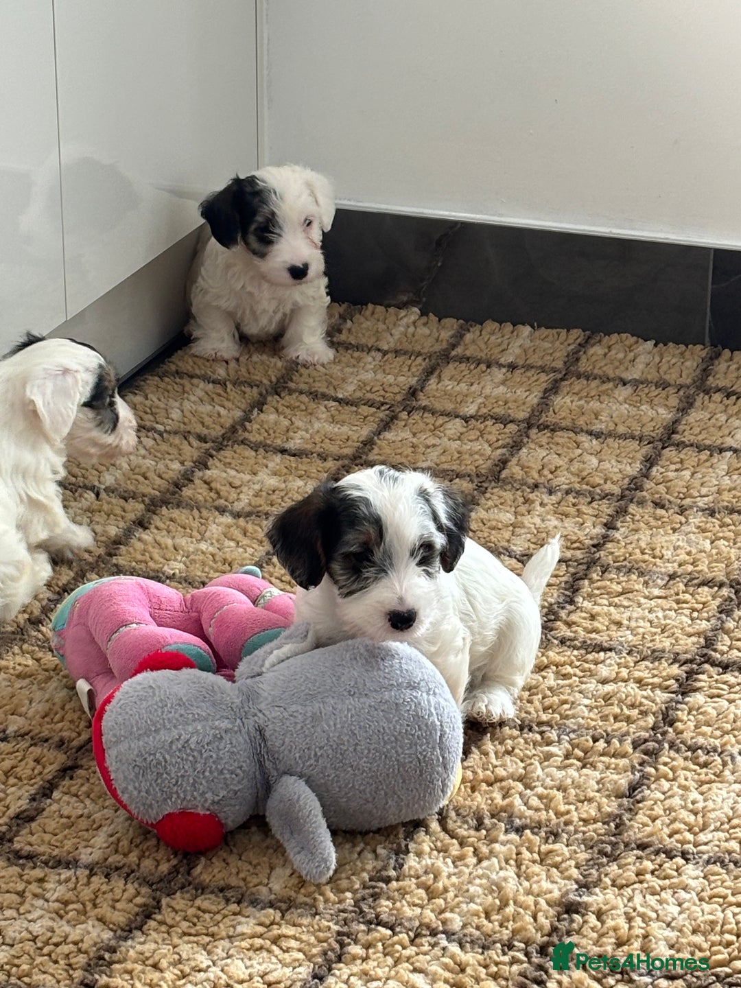 Sealyham Terrier dogs for sale: Stunning Sealyham Terriers  - Advert 18