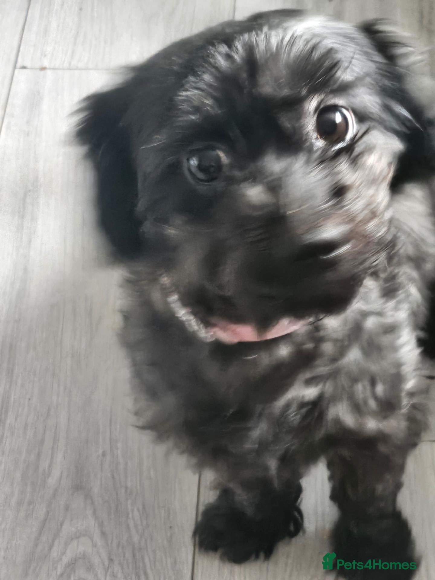 Shihpoo dogs Cassie 5 year old - Advert 1