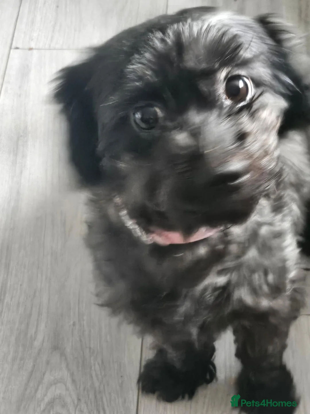 Shihpoo dogs for sale: Cassie 5 year old in Sunderland - Advert 1