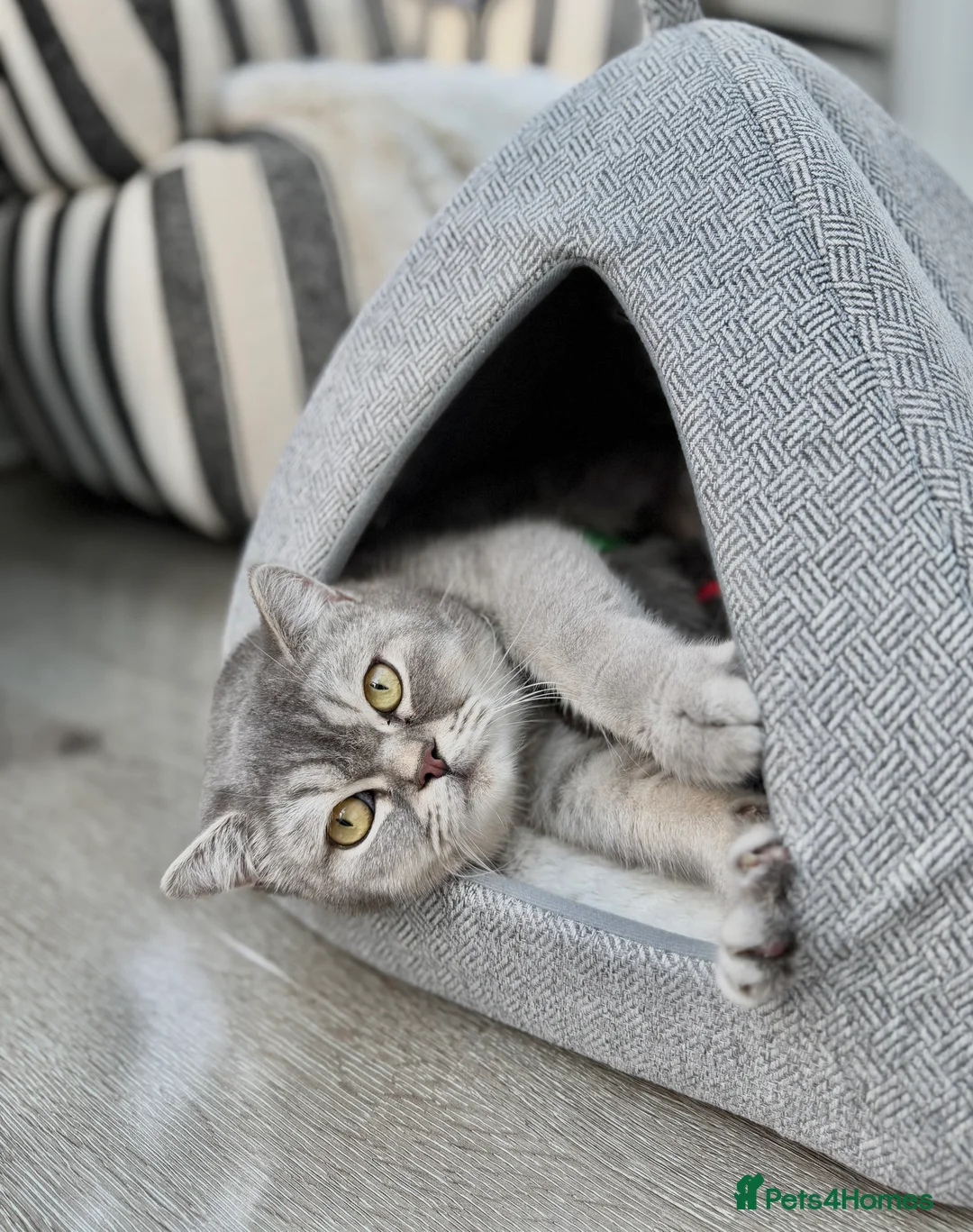 British Shorthair cats for sale: British Shorthair 💝 - Advert 10