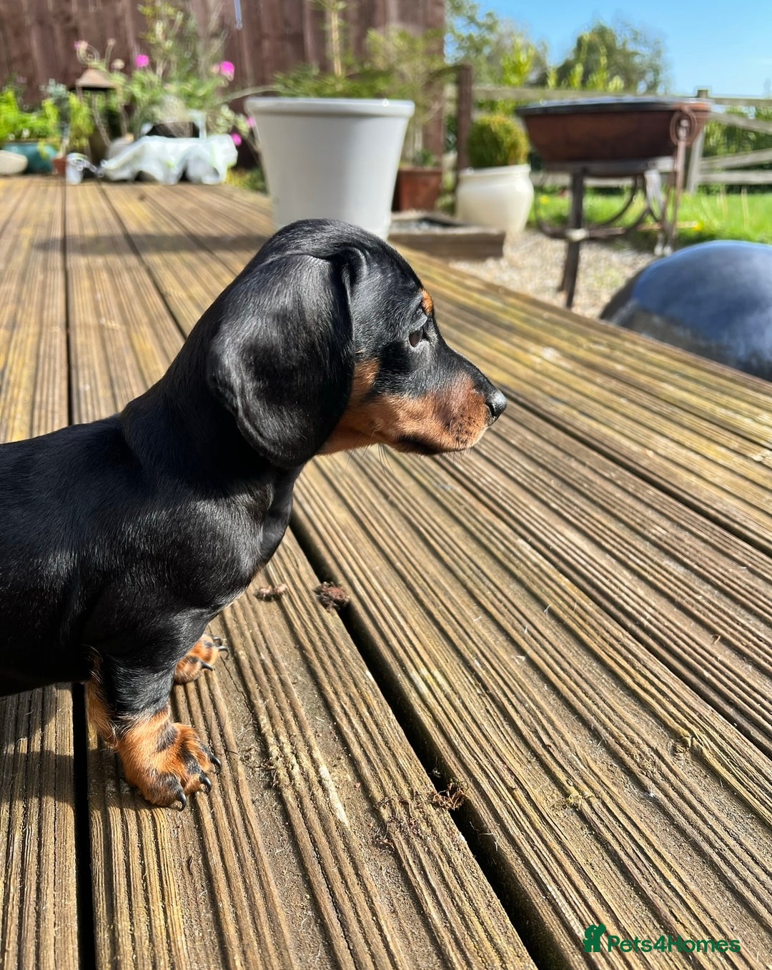 Miniature Dachshund dogs for sale: Miniature Short Hair Dacshund  - Advert 9