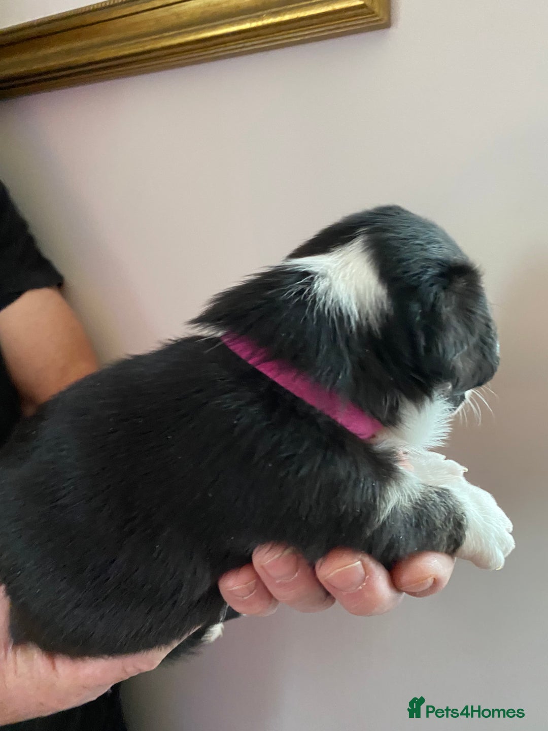 Welsh Corgi Cardigan dogs for sale: WELSH CARDIGAN CORGI BABIES - Advert 7