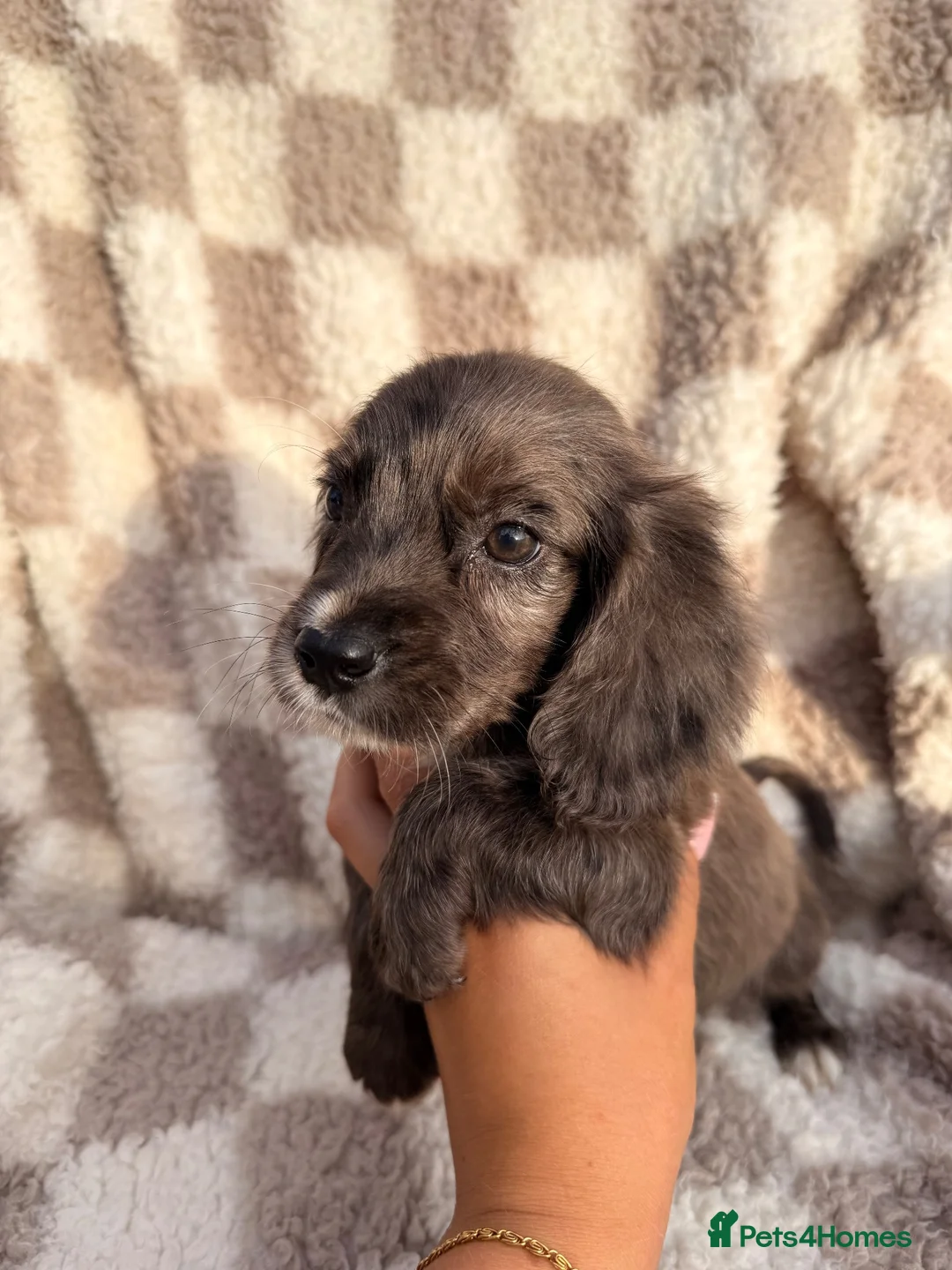 Cocker Spaniel dogs for sale: ⭐️READY TO LEAVE NOW ⭐️ - Advert 39