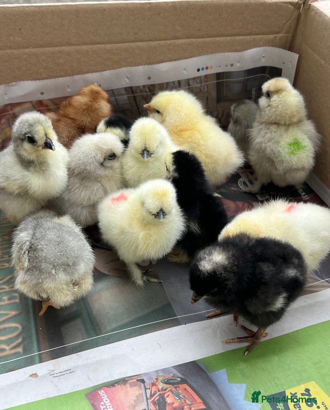 Gallery Image {{count}}