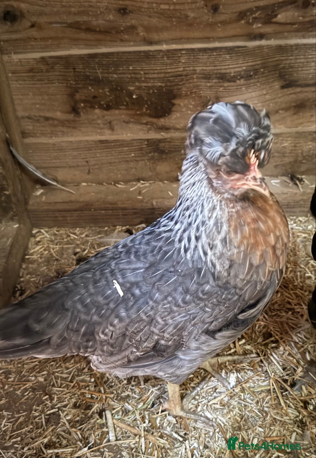 Chickens poultry for sale: Cream leg bar 2 hens and 1 cockerel in Tavistock - Image 3