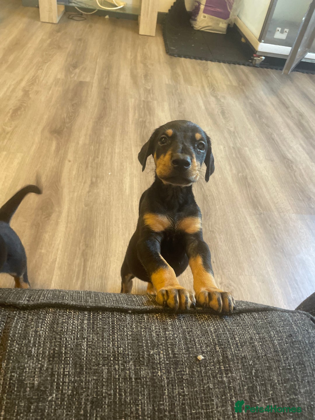 Dobermann dogs for sale: Doberman puppies  - Image 13