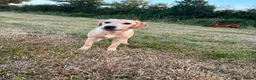 Labrador Retriever dogs for sale: Beautiful Labrador puppy  - Advert 1
